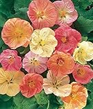 Flowering Maple 20 Seeds - Abutilon - Tropical