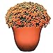 Classic Home and Garden Indoor/Outdoor Round Honeysuckle Resin Flower Pot Planter, Orange Ember, 13
