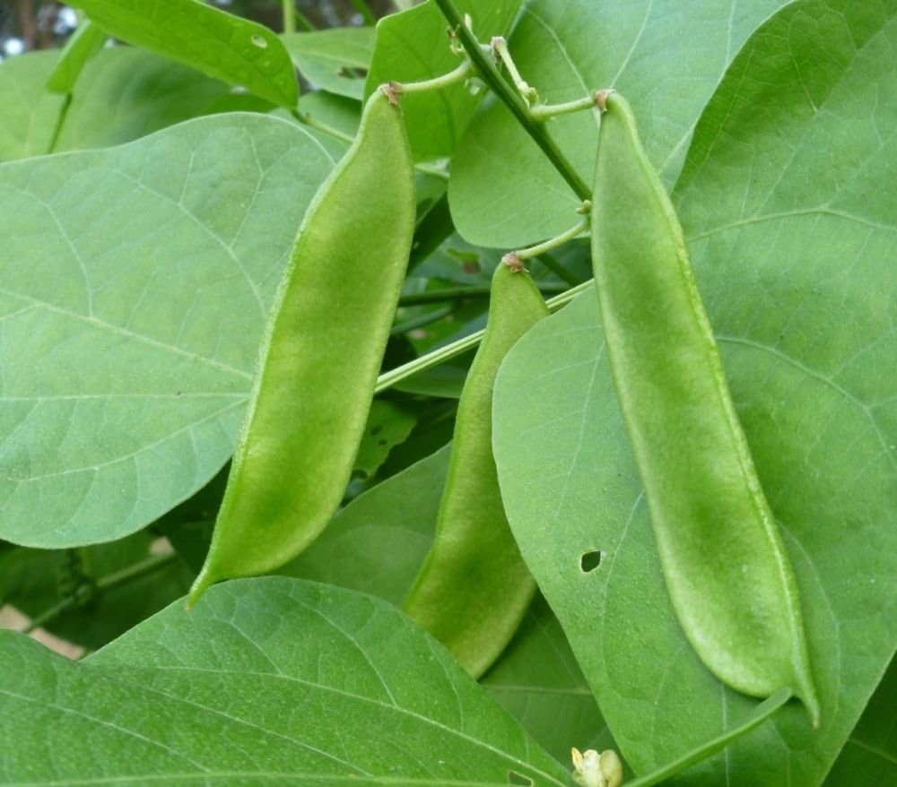 Florida Speckled Pole Lima Bean Heirloom NonGMO Beans Vegetable Garden 20 Seeds