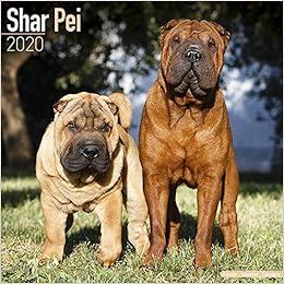 Shar Pei Calendar 2020 Amazon Co Uk Avonside Publishing Ltd 9781785806544 Books