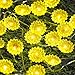 Impress Life Sunflower String Lights with Remote and Battery,Spring Decor 10ft 40LEDs Helianthus Fairy Lights for Garden Patio Balcony Gazebo