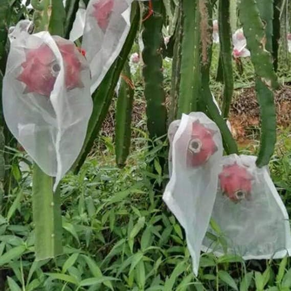 SHZONS - Bolsa de Papel de Pulpa de Madera para Plantas y Frutas ...