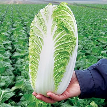 Kraft Seeds Vegetable Seeds Michelle Organically Grown Chinese Cabbage (Multicolour, 1000 Pieces)