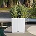 Lechuza Cube Cottage 50 Self-Watering Garden Planter, White Wicker, 19