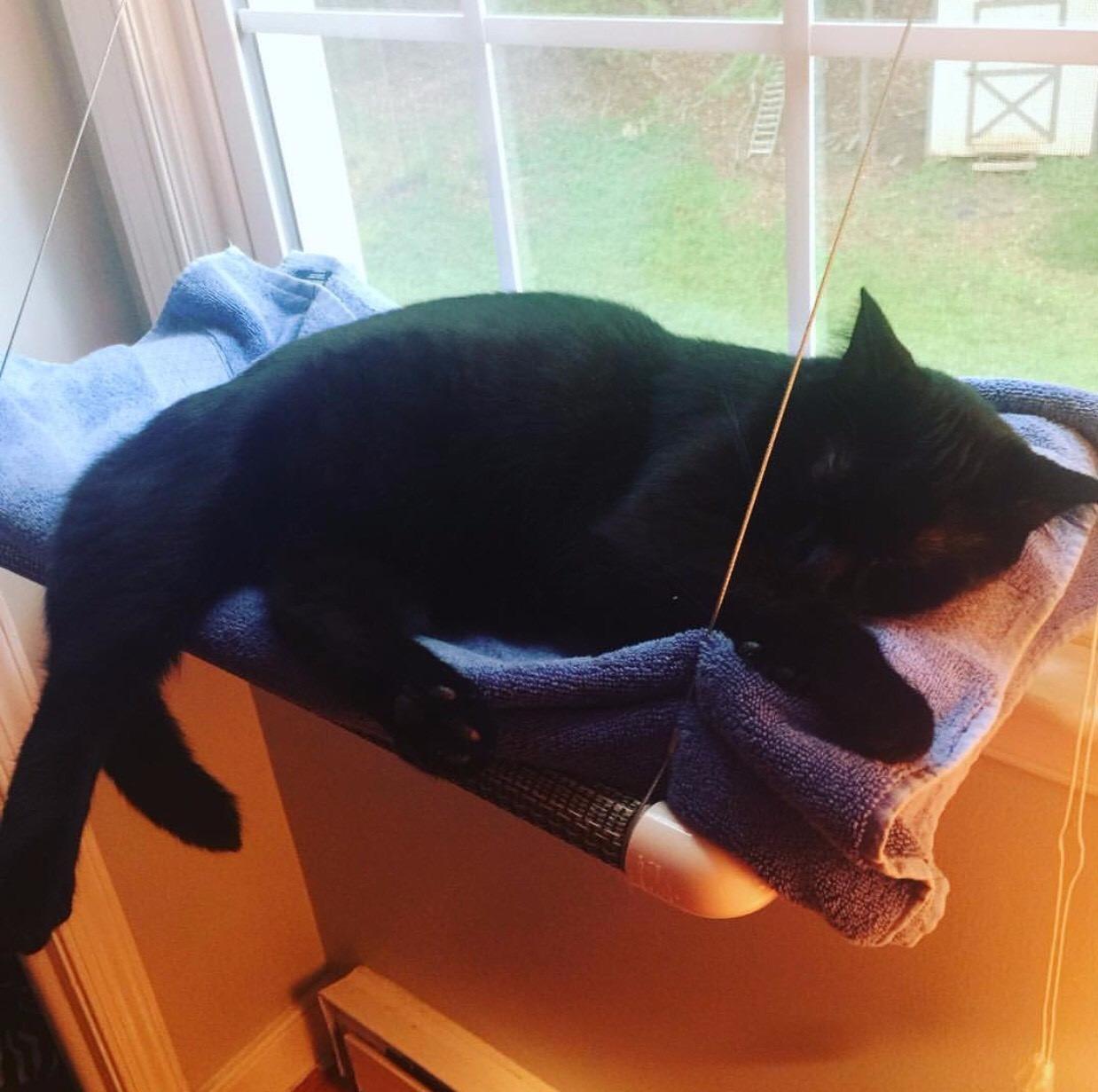 Pictures Kitty Cot Original™