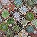 150pcs Mixed Succulent Seeds Lithops Rare Living Stones Plants Cactus Pot Plant