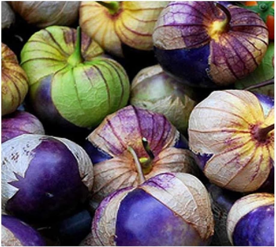 PREMIER SEEDS DIRECT - TOMATILLO - Purple - PHYSALIS IXOCARPA - 50 Seeds