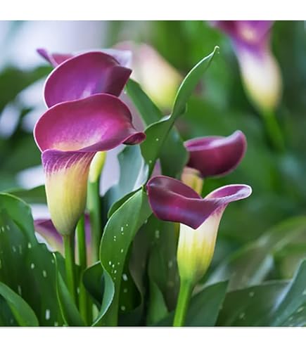 lilyです Miss Peculiar' Skyscraper lily, Trädlilja (Lilium hybrid