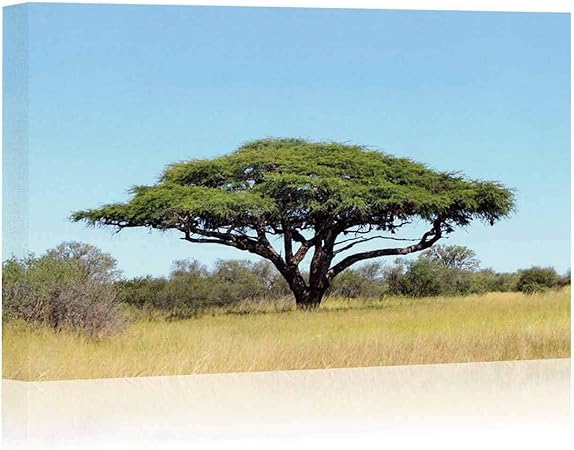 Árbol de Acacia en la Sabana Africana, 089569 Lona de decoración de