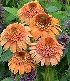 Supreme Cantaloupe Coneflower Seeds (Echinacea) 50 Seeds Upc 647923988949
