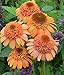 Supreme Cantaloupe Coneflower Seeds (Echinacea) 50 Seeds Upc 647923988949