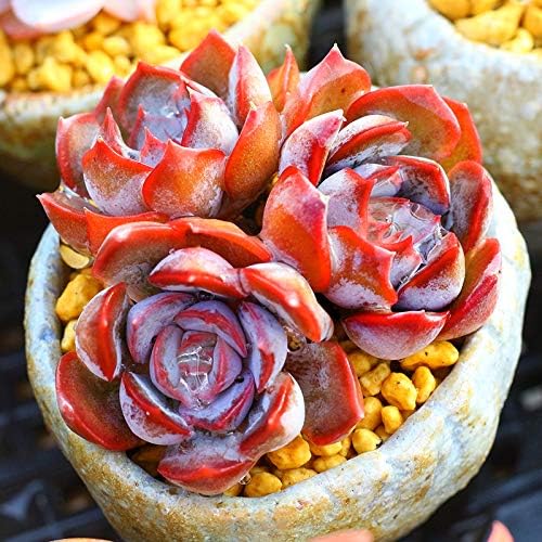 Succulent Live Plant - Echeveria 'Dark Ice'