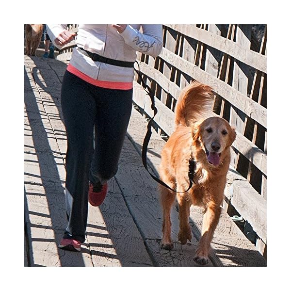 the buddy system leash