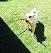 WATERBONE: First Water Sprinkler for Dogs!