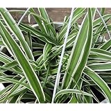 Hirt's Gardens Reverse Variegated Spider Plant - Easy to Grow/Cleans The Air - 4in Pot