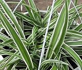 Hirt's Reverse Variegated Spider Plant - Easy to Grow - Cleans The Air - 4" Pot