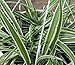 Hirt's Reverse Variegated Spider Plant - Easy to Grow - Cleans The Air - 4" Pot primary