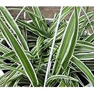 Hirt's Reverse Variegated Spider Plant - Easy to Grow - Cleans the Air - 4" Pot