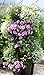 Greenstalk Huge 5 Tier Vertical Garden Planter with Patented Internal Watering System Great for Growing a Variety of Strawberries, Vegetables, Herbs, & Flowers (Chocolate Brown)