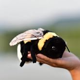 TAMMYFLYFLY Soft Insect Plush Toy, Stuffed Bee Animal Doll,Cute Honeybee Plush Doll,17cm (Bee)