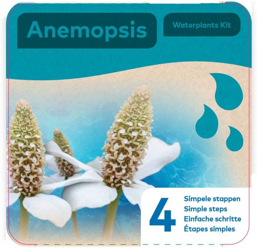Complete Waterplants Pond Plant Kit - Anemopsis - Image 3