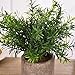 Shuheng Mini Artificial Plant Potted Fake Green Grass with Pot for Home Decor (Z, Green)