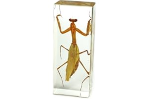 REALBUG Praying Mantis Paperweight (1 5/8 x 4 3/8 x 1 1/8")