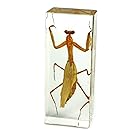 Praying Mantis Paperweight (1 5/8 x 4 3/8 x 1 1/8")
