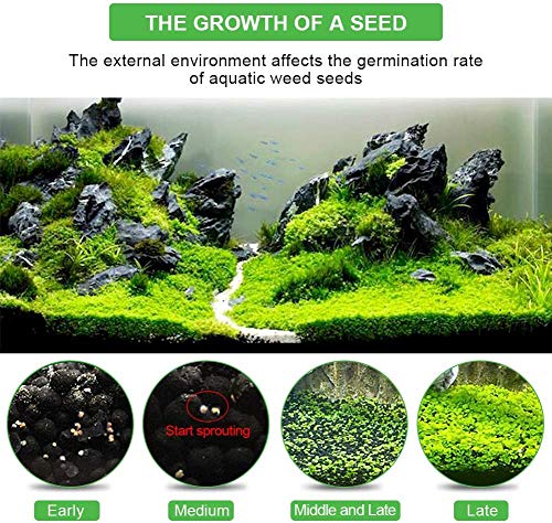 5: Pianta Da Giardino 10Pcs Acquario Semi Di Erba (Mix) Acqua Erba Semi - Foto 2