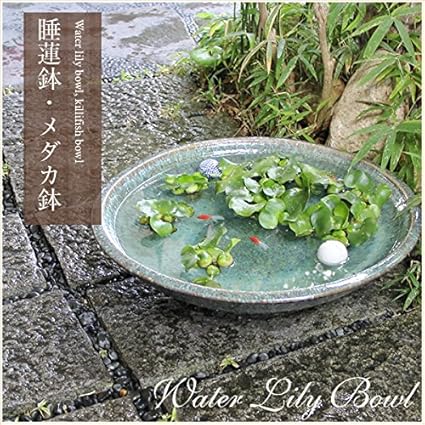 Amazon 信楽焼 20号緑古信楽浅型 メダカ鉢 睡蓮鉢 スイレン鉢 金魚鉢