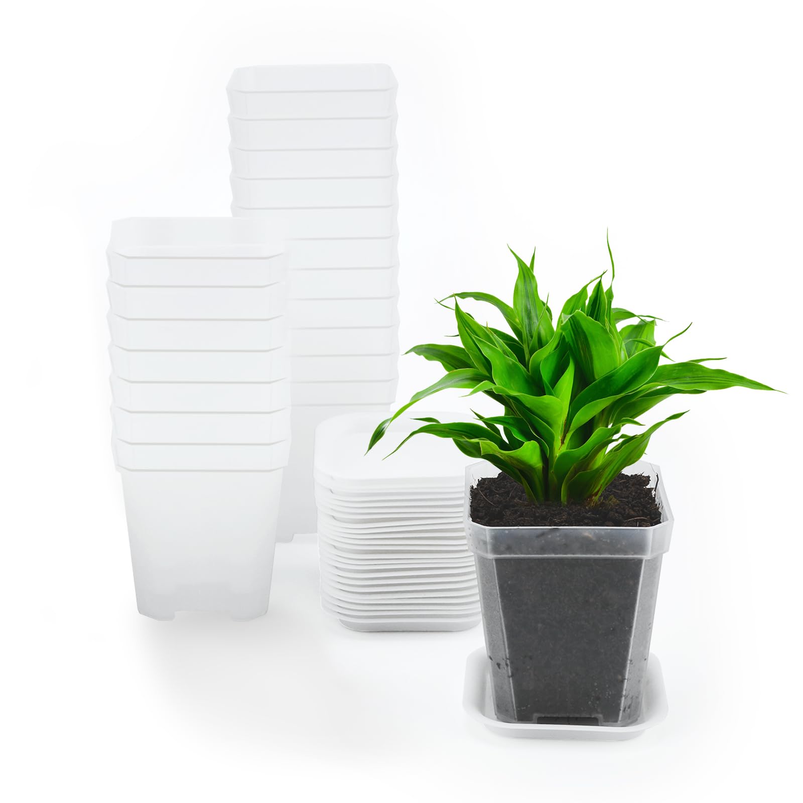 KINGLAKE 12Pcs 7cm Clear Plastic Square Plant Pots with Trays, Small Flower Pots Thick Nursery Seed Seedling Pots for Vegetables Cuttings Succulent Cacti Herbs