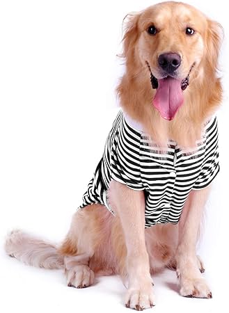 golden lab and german shepherd mix