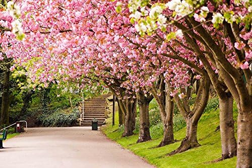 (Trees Cherry Blossom Road Steps Spring)Print Posters Art Printed Canvas Posters 13x20inch