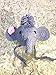 Ximkee Cute Newborn Baby Boy Girl Infant Crochet Elephant Costume Photo Photography Props 0-6 months