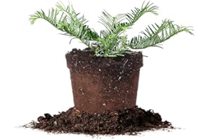Perfect Plants Spreading Yew Cephalotaxus Live Plant, 1 Gallon, Includes Care Guide