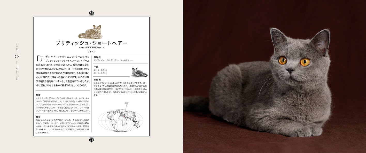 世界の美しい猫 ダーリーン アーデン ニック メイズ 小宮 輝之 本 通販 Amazon