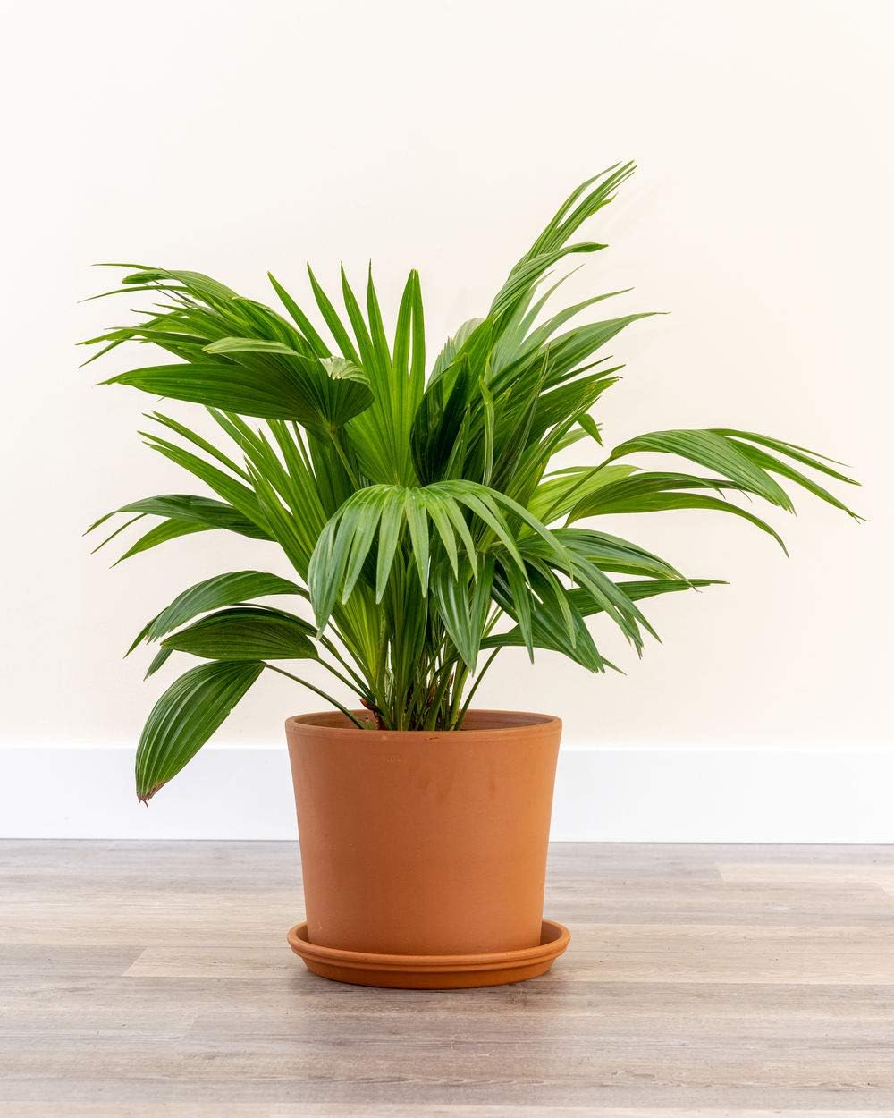 PlantVine Livistona chinensis, Chinese Fan Palm - Large - 8-10 Inch Pot (3 Gallon), Live Indoor Plant