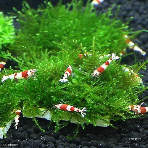 Charm チャーム 水草 育成済 ジャイアント南米ウィローモス タイル 無農薬 1個 Tarunniketanpublicschool Com