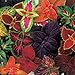 *Seeds and Things* Coleus Rainbow Blend Seeds 200+ seeds