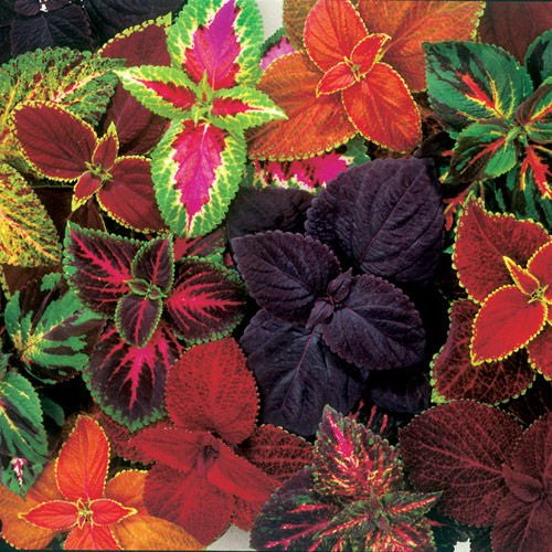 *Seeds and Things* Coleus Rainbow Blend Seeds 200+ seeds *Seeds and Things* Coleus Rainbow Blend Seeds 200+ seeds