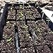Bootstrap Farmer Mesh Bottom 1020 Trays - 5 Pack Extra Strength Microgreens Soil Blocks Hyroponics