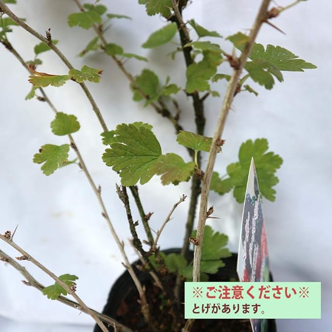 Amazon グーズベリーの苗木 品種で選べる果樹苗木 2年生 挿木苗 12cmポット 平均樹高 40cm 1個 ポット植えなのでほぼ年中植付け可能 別名 スグリ セイヨウスグリ アメリカスグリ グズベリー 栄養価が非常に高く注目を集めている果樹です 市場に出回っている