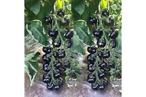 VAACNEE MOCCUROD 30pcs European Black Cherry Tomatoes Seeds Sweet Tasty Heirloom Non-GMO Rare Juicy Plant