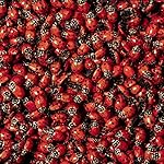 1500 Live Ladybugs --- Beneficial Insects --- Fresh Premium Young Ladybugs --- Delivered To You Alive Guaranteed --- Great For Your Gardens Health --- Natural Earth Friendly Green Pest Control 4 You
