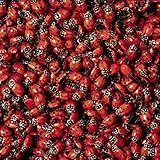 1500 Live Ladybugs - Beneficial Insects - Fresh Premium Young Ladybugs - Delivered to You Alive Guaranteed - Great for Your Gardens Health - Natural Earth Friendly Green Pest Control 4 You