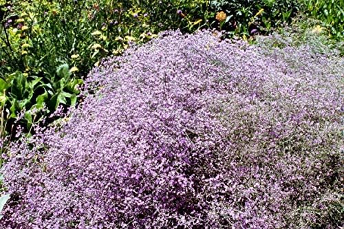 Plantree Baby's Breath Seeds - Pink Fairy - Gypsophila Paniculata - 50 Seeds