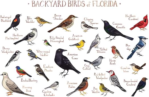 Amazon Com Backyard Birds Of Florida Field Guide Art Print