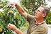 Harvest Plenty Garden Netting to Cover & Wrap Fruit Trees Plants Bushes - Stop Birds Deer - 33 X 6 Feet - 3 Pack