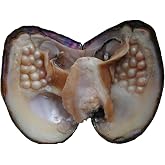 POSHOPS Oyster Pearls, Freshwater Cultured Big Oysters with Pearls Inside | Freshwater Cultured Oysters, Big Pearls Inside, Ideal For Home Decoration, Jewelry Making