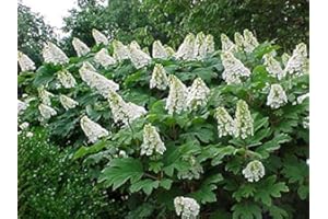 NEW LIFE NURSERY & GARDEN Snow Queen Oakleaf Hydrangea - Live Plant - (1 PT)
